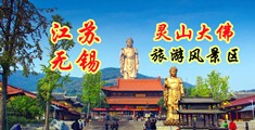 菊黄片江苏无锡灵山大佛旅游风景区